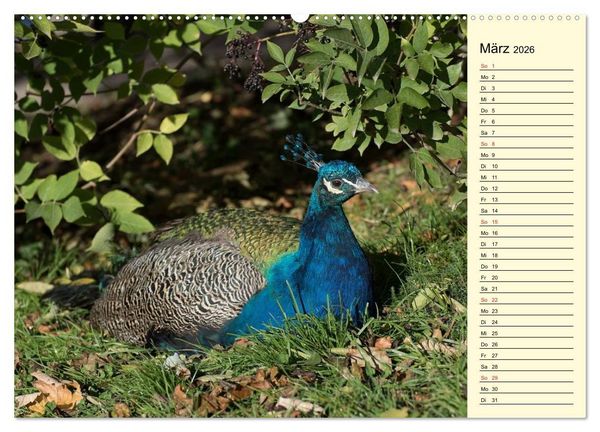 Produktbild: Pfaue. Pr&auml;chtig und schillernd (Wandkalender 2026 DIN A2 quer), CALVENDO Monatskalender