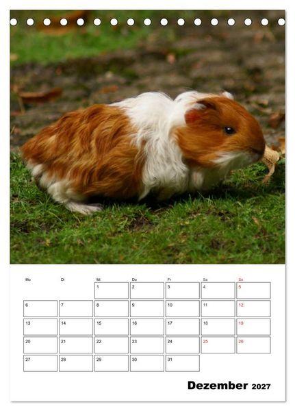 Produktbild: Meerschweinchen Terminplaner (Tischkalender 2027 DIN A5 hoch), CALVENDO Monatskalender
