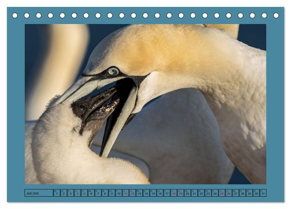 Produktbild: Helgoland und seine Basst&ouml;lpel (Tischkalender 2026 DIN A5 quer), CALVENDO Monatskalender
