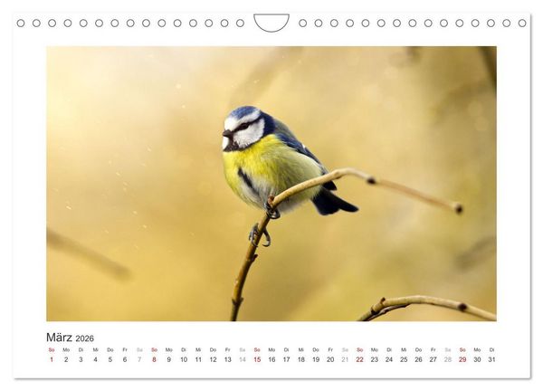 Produktbild: Gefiederte Garteng&auml;ste, Blaumeisen (Wandkalender 2026 DIN A4 quer), CALVENDO Monatskalender
