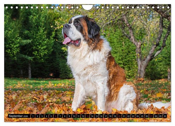Produktbild: Bernhardiner - Gigant auf vier Pfoten (Wandkalender 2026 DIN A4 quer), CALVENDO Monatskalender