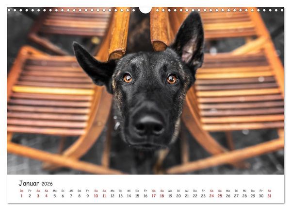 Produktbild: Berlin City Dogs - Berliner Hunde (Wandkalender 2026 DIN A3 quer), CALVENDO Monatskalender
