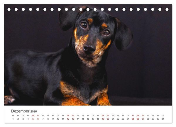 Produktbild: Dackelblicke - Lassen Herzen erw&auml;rmen. (Tischkalender 2026 DIN A5 quer), CALVENDO Monatskalender