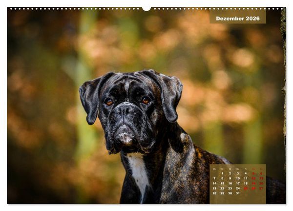Produktbild: Boxer Frech und fr&ouml;hlich durch das Jahr (Wandkalender 2026 DIN A2 quer), CALVENDO Monatskalender