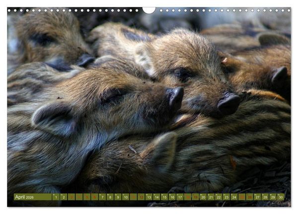 Produktbild: Wildschweins Kinderstube - Freche Frischlinge (Wandkalender 2026 DIN A3 quer), CALVENDO Monatskalender