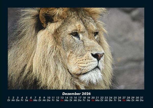 Produktbild: L&ouml;wen in der Wildnis 2026 Fotokalender DIN A4