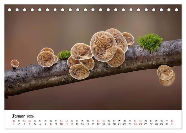 Produktbild: Pilzgalerie - Heimische Pilze von ihrer sch&ouml;nsten Seite (Tischkalender 2026 DIN A5 quer), CALVENDO Monatskalender