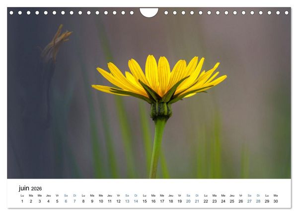 Produktbild: Fleurs po&eacute;tiques (Calendrier mural 2026 DIN A4 vertical), CALVENDO calendrier mensuel