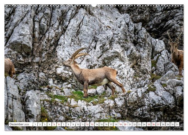 Produktbild: Steinb&ouml;cke - Majest&auml;tische Tiere der Alpen (hochwertiger Premium Wandkalender 2026 DIN A2 quer), Kunstdruck in Hochglanz