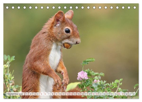 Produktbild: Besondere Augenblicke mit Eichh&ouml;rnchen (Tischkalender 2026 DIN A5 quer), CALVENDO Monatskalender