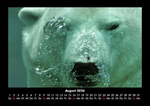 Produktbild: Pinguine & Eisb&auml;ren 2026 Fotokalender DIN A3