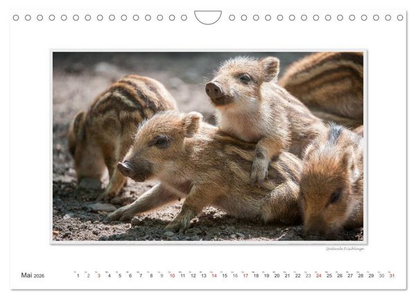 Produktbild: Emotionale Momente: Das Wildschwein. / CH-Version (Wandkalender 2026 DIN A4 quer), CALVENDO Monatskalender