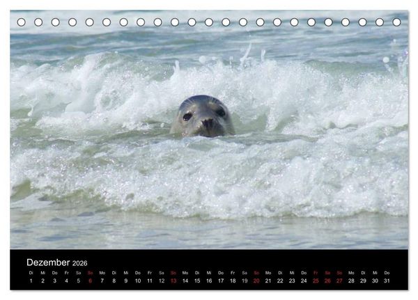 Produktbild: Verspielte Robben (Tischkalender 2026 DIN A5 quer), CALVENDO Monatskalender