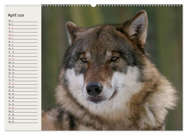 Produktbild: W&ouml;lfe. Verwegene Anmut (hochwertiger Premium Wandkalender 2026 DIN A2 quer), Kunstdruck in Hochglanz