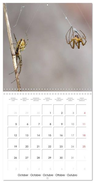 Produktbild: Spiders and Tarantulas (Wall Calendar 2026 12 &times; 12 Inch) CALVENDO 12 Month Wall Calendar
