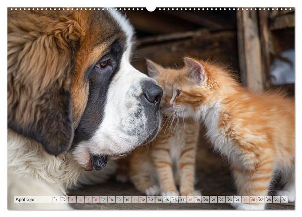 Produktbild: Hund und Katze - Tierische Freunde (Wandkalender 2026 DIN A2 quer), CALVENDO Monatskalender