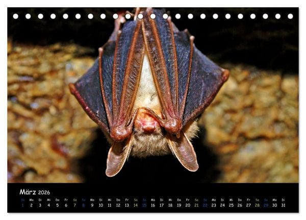 Produktbild: Flederm&auml;use - kleine Vampire (Tischkalender 2026 DIN A5 quer), CALVENDO Monatskalender