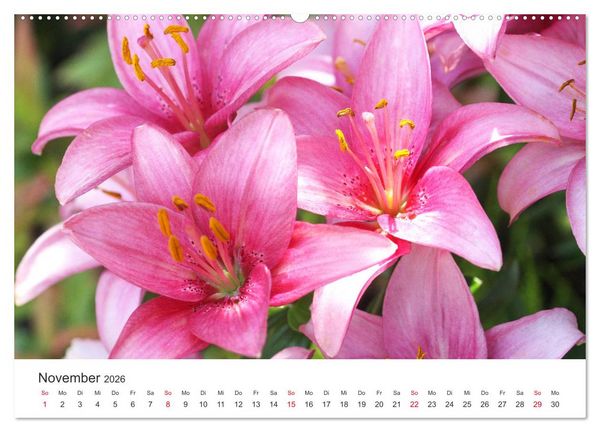 Produktbild: Feurige Lilien (hochwertiger Premium Wandkalender 2026 DIN A2 quer), Kunstdruck in Hochglanz