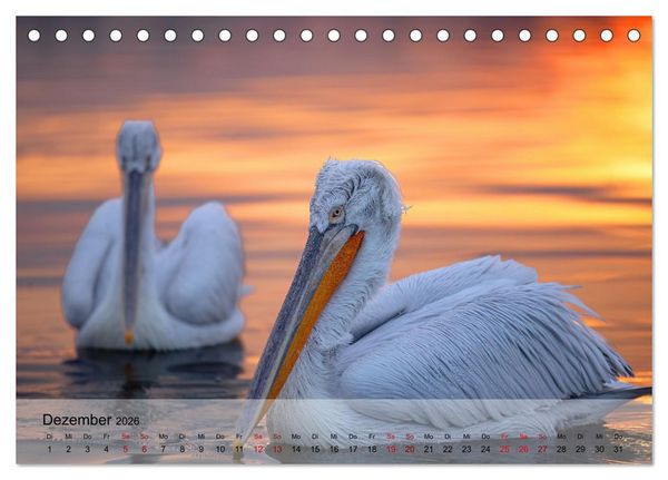 Produktbild: Krauskopfpelikane (Tischkalender 2026 DIN A5 quer), CALVENDO Monatskalender