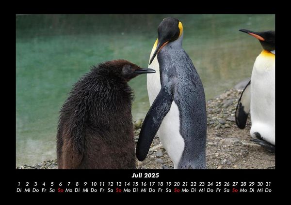 Produktbild: Tierkalender 2025 Fotokalender DIN A3