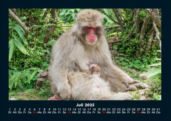 Produktbild: Welt der Affen 2025 Fotokalender DIN A4