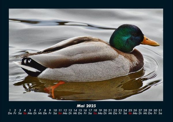 Produktbild: Enten 2025 Fotokalender DIN A4