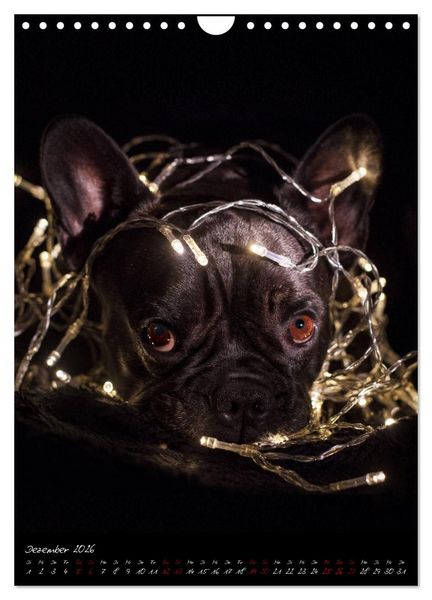 Produktbild: Hunde-Augen-Blicke (Wandkalender 2026 DIN A4 hoch), CALVENDO Monatskalender