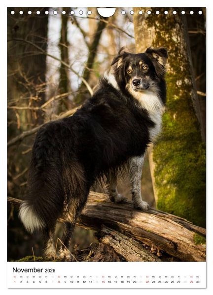 Produktbild: Australian Shepherd &ndash; Mit dem Aussie unterwegs (Wandkalender 2026 DIN A4 hoch), CALVENDO Monatskalender