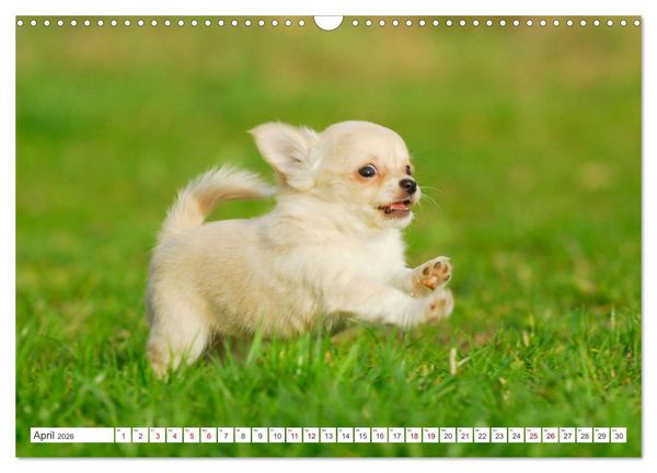 Produktbild: Enegieb&uuml;ndel Chihuahua - Temperament auf vier Pfoten (Wandkalender 2026 DIN A3 quer), CALVENDO Monatskalender