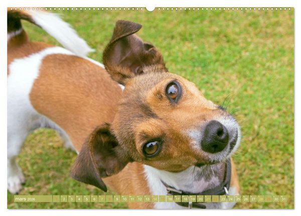 Produktbild: Jack Russell Terrier : vif et joueur (Calendrier mural 2026 DIN A2 vertical) calendrier de bureau