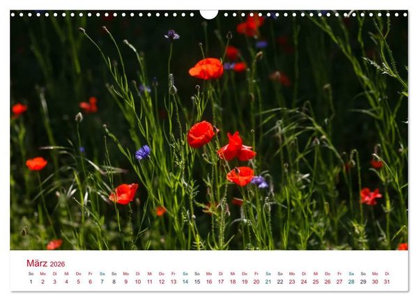 Produktbild: Mohnblumen (Wandkalender 2026 DIN A3 quer), CALVENDO Monatskalender