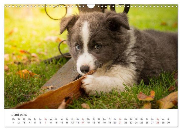 Produktbild: Pfotastische Border Collie Welpen (Wandkalender 2026 DIN A3 quer), CALVENDO Monatskalender