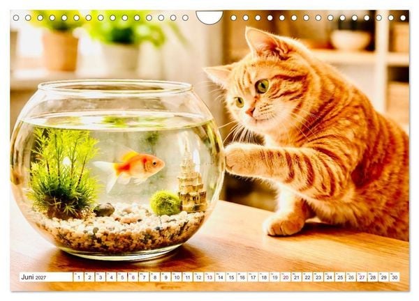 Produktbild: Rote Katzen (Wandkalender 2027 DIN A4 quer), CALVENDO Monatskalender