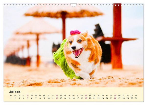 Produktbild: Welsh Corgi. Zauberhafter Dickkopf auf kurzen Beinen (Wandkalender 2026 DIN A3 quer), CALVENDO Monatskalender
