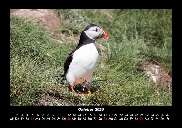 Produktbild: Welt der V&ouml;gel 2025 Fotokalender DIN A3
