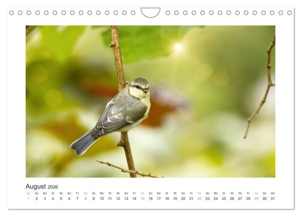 Produktbild: Gefiederte Garteng&auml;ste, Blaumeisen (Wandkalender 2026 DIN A4 quer), CALVENDO Monatskalender