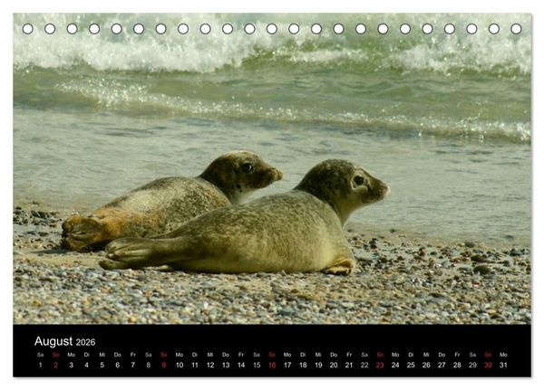 Produktbild: An der Nordsee (Tischkalender 2026 DIN A5 quer), CALVENDO Monatskalender