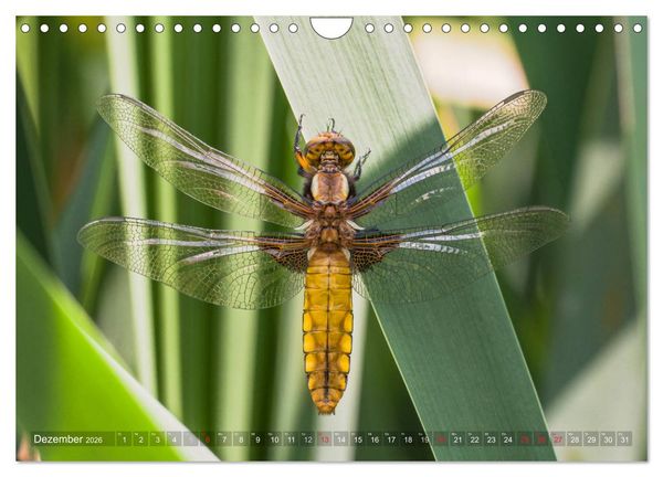 Produktbild: Libellen - Fliegende Edelsteine (Wandkalender 2026 DIN A4 quer), CALVENDO Monatskalender
