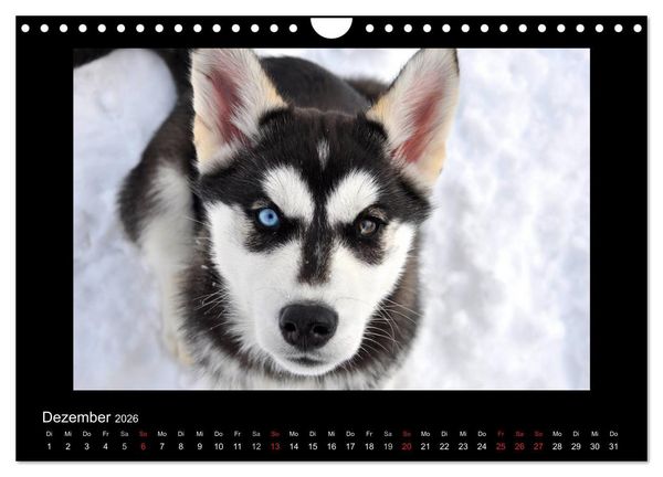 Produktbild: Husky-Kalender (Wandkalender 2026 DIN A4 quer), CALVENDO Monatskalender