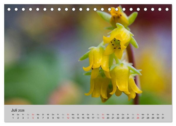Produktbild: Bl&uuml;tensymphonie - Kakteen und Sukkulenten (Tischkalender 2026 DIN A5 quer), CALVENDO Monatskalender