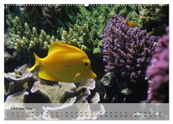 Produktbild: Knallbunte Wasserwelt. Die Welt der Fische (hochwertiger Premium Wandkalender 2026 DIN A2 quer), Kunstdruck in Hochglanz