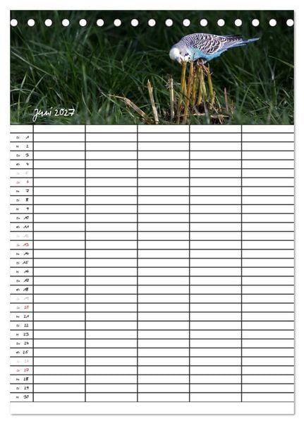 Produktbild: Wellensittiche (Tischkalender 2027 DIN A5 hoch), CALVENDO Monatskalender