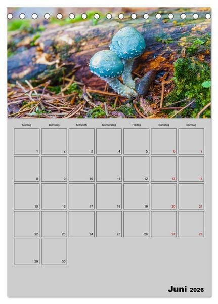 Produktbild: Quer durch die Pilze (Tischkalender 2026 DIN A5 hoch), CALVENDO Monatskalender