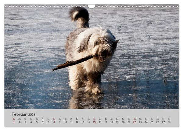 Produktbild: Ein Bobtail namens Miles (Wandkalender 2026 DIN A3 quer), CALVENDO Monatskalender