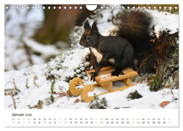 Produktbild: Geheimes Waldleben (Wandkalender 2026 DIN A4 quer), CALVENDO Monatskalender