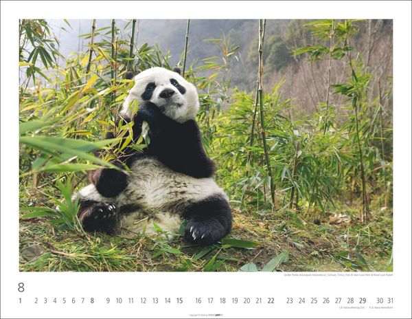 Produktbild: B&auml;ren Kalender 2027