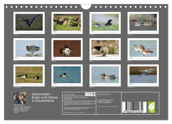 Produktbild: Geschnatter - Enten und G&auml;nse in Deutschland (Wandkalender 2026 DIN A4 quer), CALVENDO Monatskalender