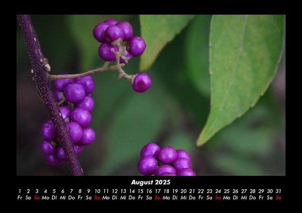 Produktbild: Obstkalender 2025 Fotokalender DIN A3