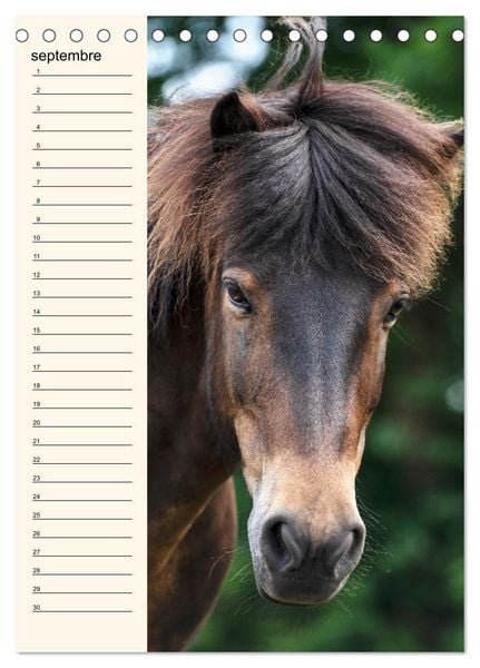 Produktbild: Cheval islandais - Calendrier anniversaire (Calendrier de bureau 2026 DIN A5 horizontal), CALVENDO calendrier mensuel