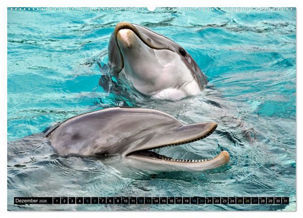 Produktbild: Big Five aus dem Ozean Hai, Delphin, Wal, Robbe, Pinguin (Wandkalender 2026 DIN A2 quer), CALVENDO Monatskalender